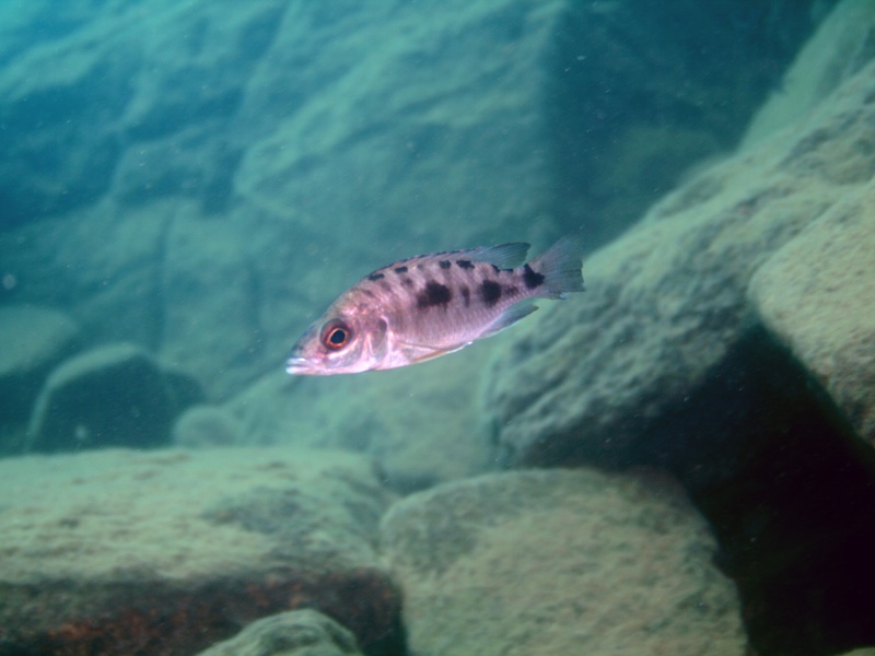 Otopharynx cf. lithobates 'Nakantenga Island'